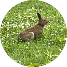 エゾユキウサギ